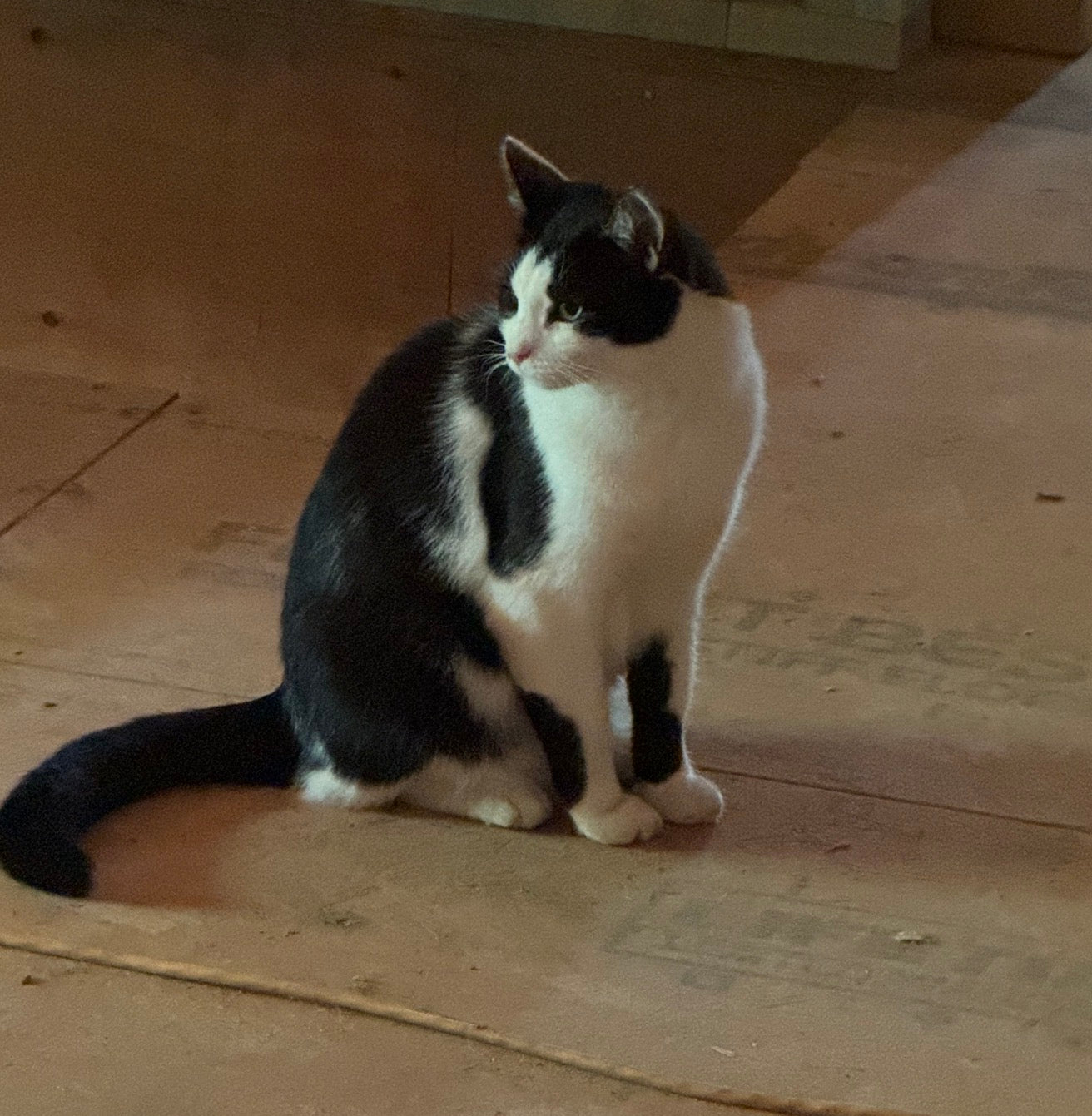 Life on the Homestead: A Sparkle Story Update